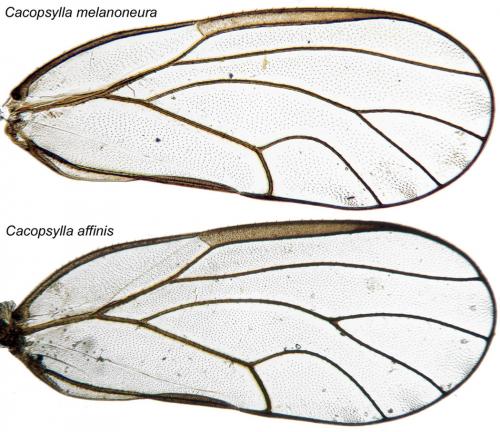 Cacopsylla sp.